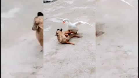 Funny Dog And Goose Fight- Videos animals funny clip