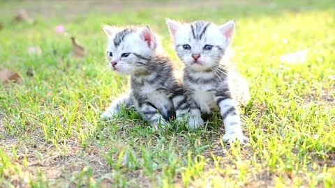 Sonido de gatos. Gatos e gatitos maullando