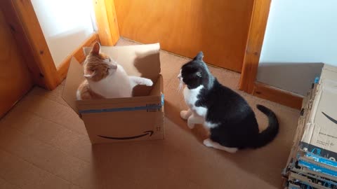 Cats Fight Over Box(1)