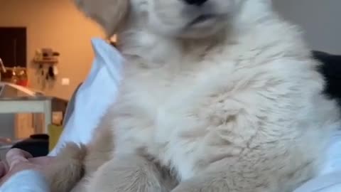 Wait for it| Cute Little Retriever Baby 2021| Confused Puppy