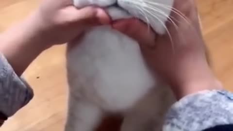 Most Satisfying Funny Cat Video 😂😂😂