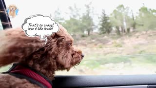 Dog in car - Cachorro na janela do carro - That's so crazy! isso é tão louco!