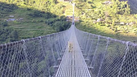 Jhinu danda sunpension bridge-A very long suspension bridge.