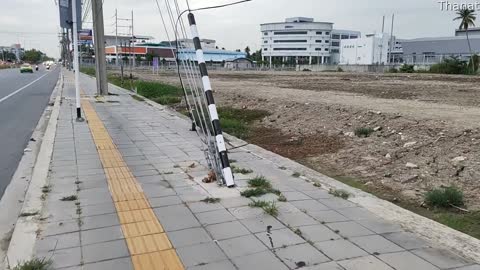 Monitor Lizard Crosses Busy Street