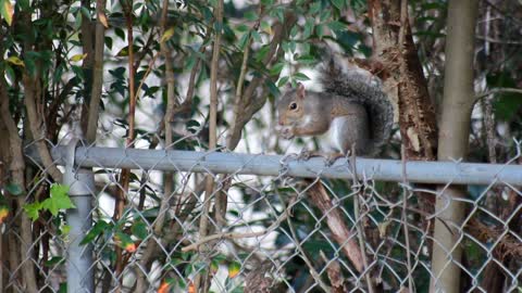 Video of a Squirrel Chewing a But