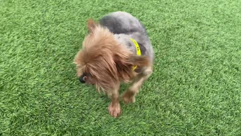 Puppy Mill Survivors Experience Warm Sun on Their Backs & Pure Happiness