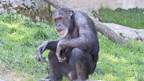 Monkeying Around: A Day in the Life of Chimpanzees!