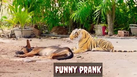 Funny Videos Pets _ Cute Pets, Funny Prank _