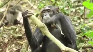 Chimpanzees are friendly to human behavior. They can use different types of gestures expressions