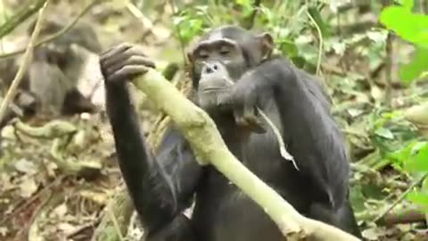 Chimpanzees are friendly to human behavior. They can use different types of gestures expressions