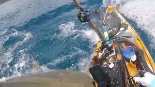 Huge Shark Attacks Fisherman On Kayak, Insane Video!