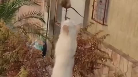 Funny animals 😄hub,funny animals club youtube, 🤣, funny animals dancing 💃😄, funny animals fighting 😄