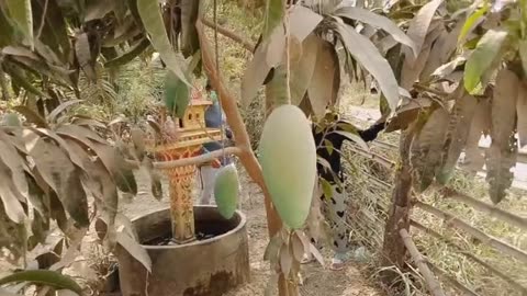 My Rural Cambodian Life - Mango Trees