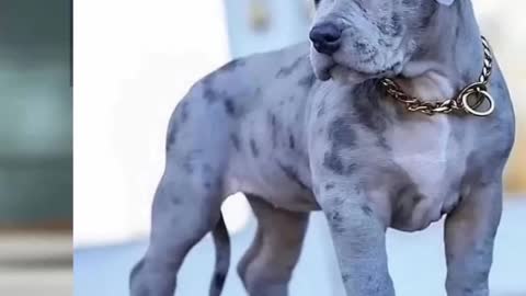 Pitbull dog 🔥 video || pliz chanle subscribe