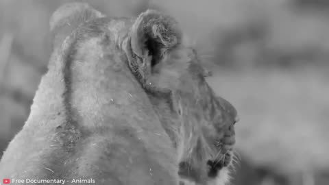 15 MOST HORRIFIC Lion Attacks Caught on Camera _ Pet Spot (720p)