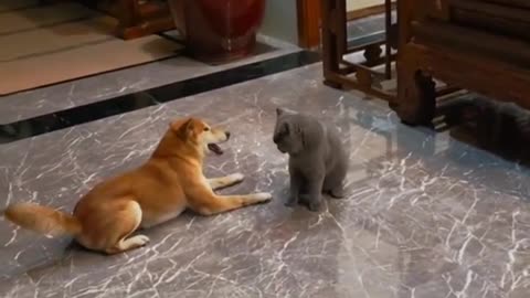 Cat fighting dog plaing