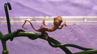 1 Day Old Baby Chameleon SMILES AND BLOWS BUBBLE!!!