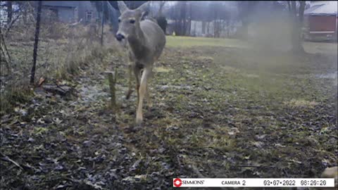 Backyard Trail Cam - Deer Closeup