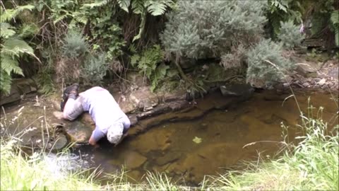 Catching wild trout by tickling and pipe method - survival skills