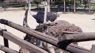 ostrich