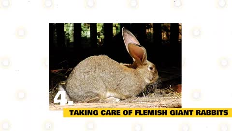 Flemish Giant Rabbit 101