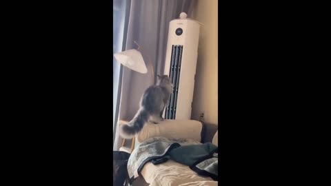 Pawsitively Hilarious: Funny Dog Videos Galore!