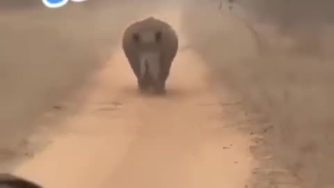 Wild Rhino chasing Safari Jeep😳