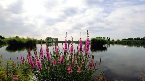 Purple flowers on the water surface