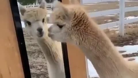 Funny animals videos