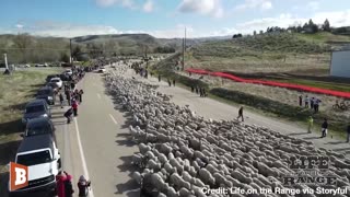 Crowd Watches on as over 2500 Sheep Cross Idaho Highway
