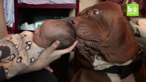 Pit Bull Hulk Meets Newborn in Dog Dynasty! 🐾👶 Adorable Bonding Moments!