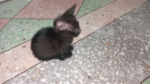 My cute black handicap kitten