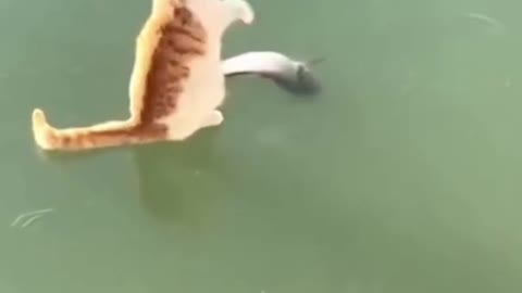 Funny Cat Goes Crazy Over Dead Fish in Water #shorts