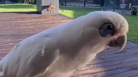 Amazing video of Parrots