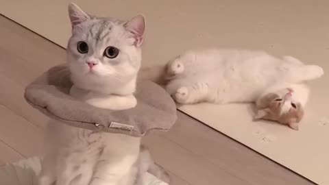 Cutest kitty ever …