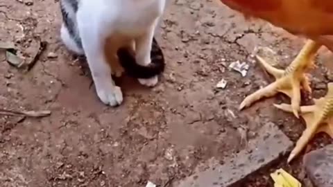 CAT vs CHICKEN 🤣🤣🤣🤣