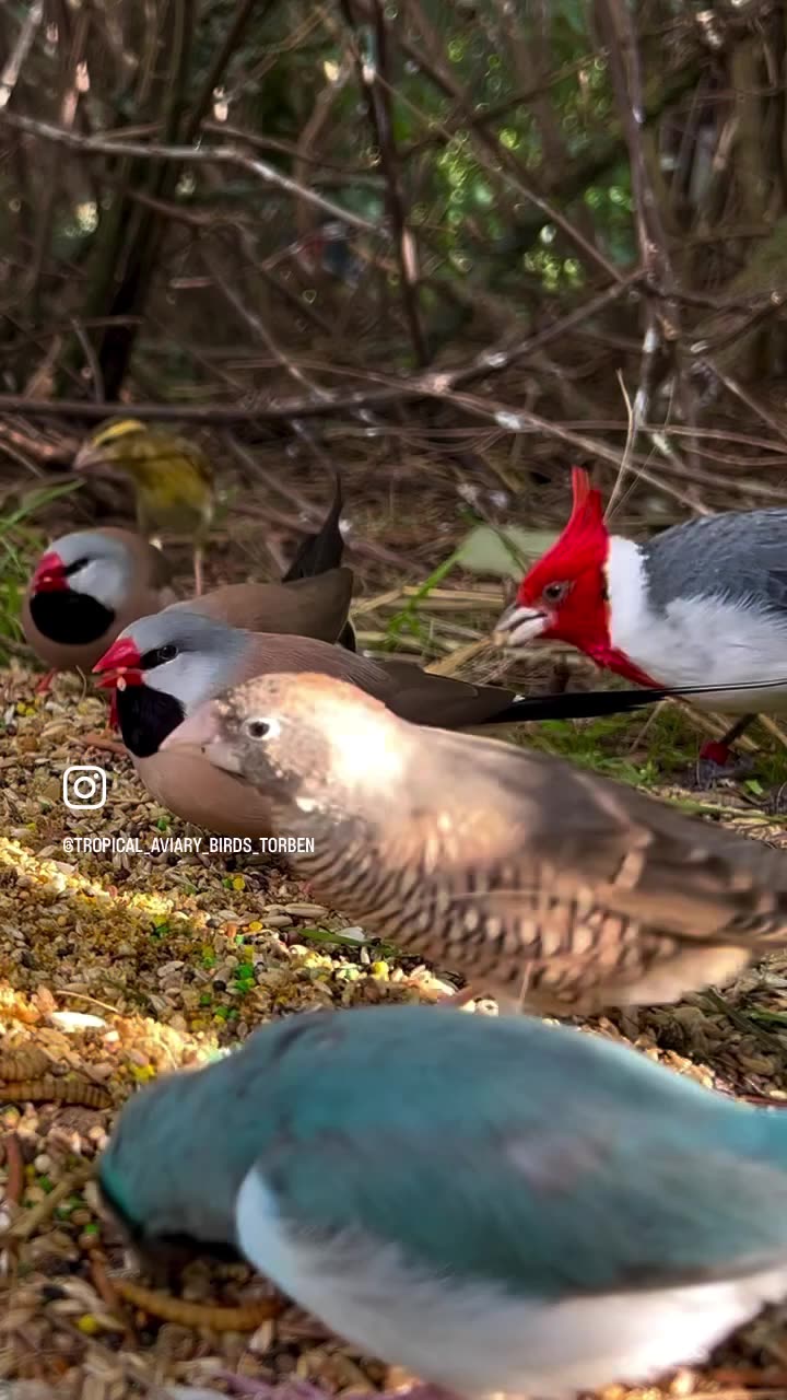 Mix Finch and Softbills Aviary #bird #burung #birds #nature #cute # ...
