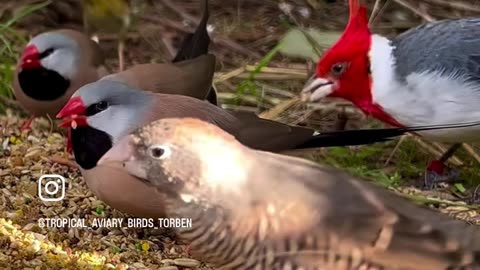 Mix Finch and Softbills Aviary #bird #burung #birds #nature #cute #animals #aves #fugle