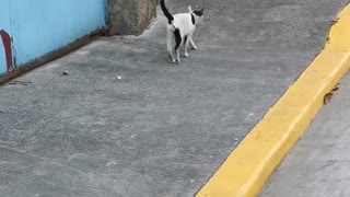 Bird Dive-Bombs Unfazed Cat