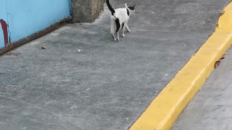 Bird Dive-Bombs Unfazed Cat