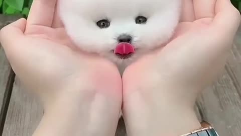 cute fluffy puppy