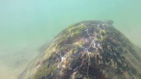 Slow motion of turtle being fed seaweed by local man to entertain tourists