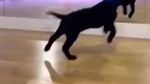 Dancing puppy