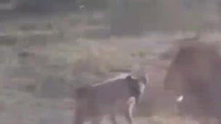 Hyenas Attack Lion - Animal Attack Video