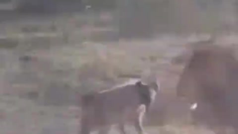 Hyenas Attack Lion - Animal Attack Video