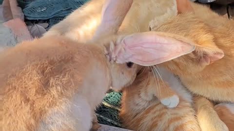 Rabbit friendship with cat 🐰😻🐈🐱