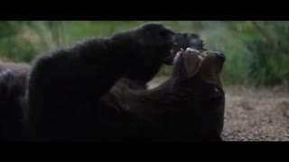 Cocaine Bear Trailer #1 (2023)