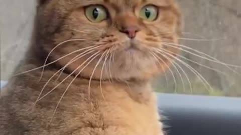 Funny cats Funny cats videos 2022#338 funniest videos with cats#shorts funny videos tiktok