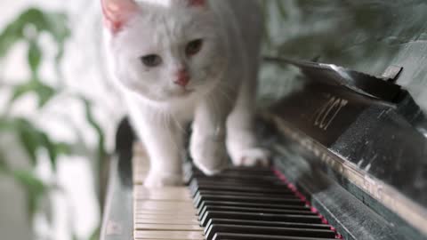 Cute white cat walking on piano