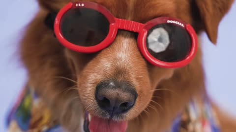 My Funny stylish dog Video || #short